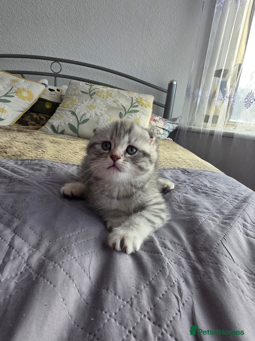Scottish Fold cats for sale: Tabby Scottish Fold Kittens - Advert 26