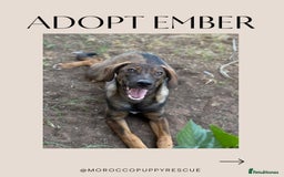 Mixed Breed dogs for sale: Mixed breed - Image 5