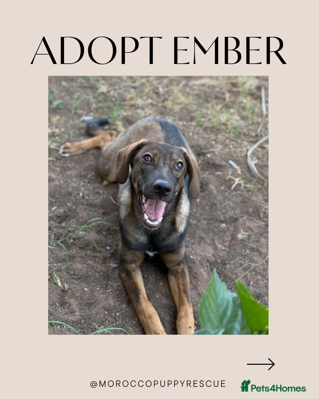 Mixed Breed dogs for sale: Mixed breed - Image 5