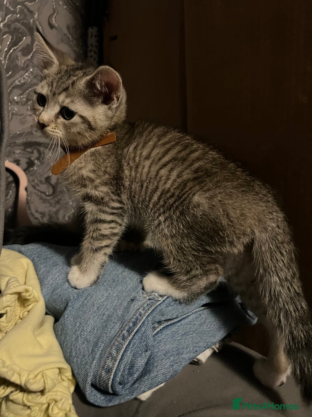 Mixed Breed cats for sale: Kittens  - Image 8