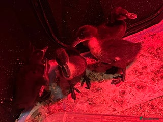 Ducks poultry Ducks for sale - Advert 1