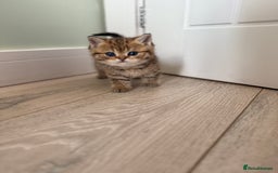 British Shorthair cats for sale: SOLD Sired by Champion FIFE dad -  Golden BSH - Image 25