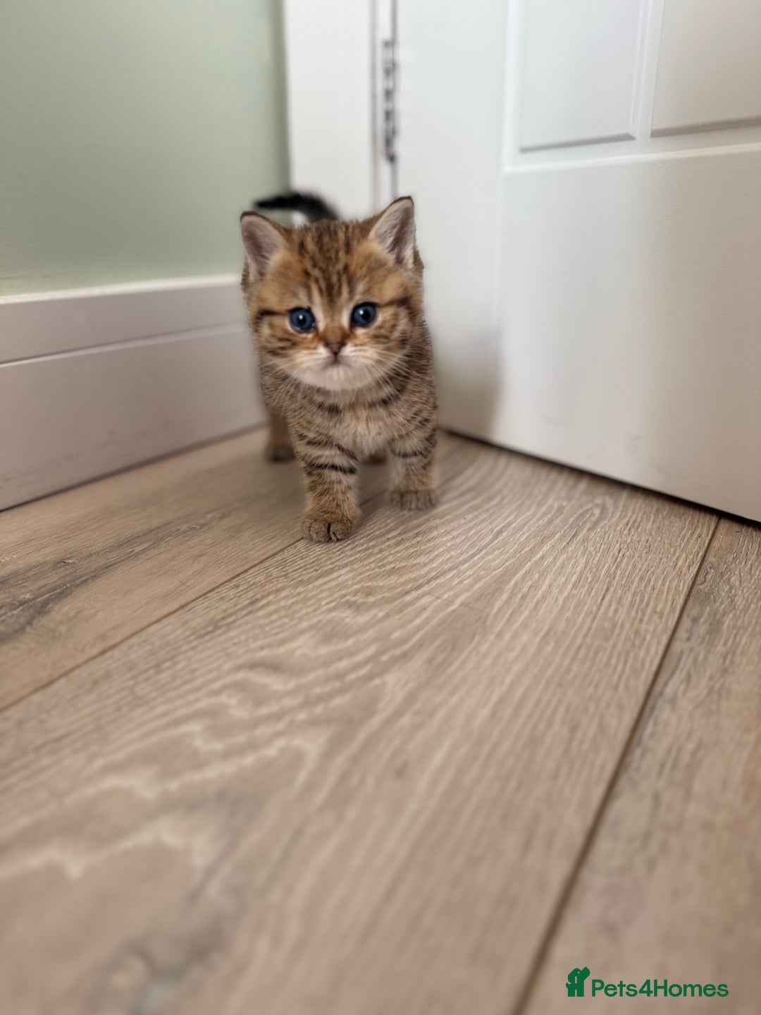 British Shorthair cats for sale: SOLD Sired by Champion FIFE dad -  Golden BSH - Image 25