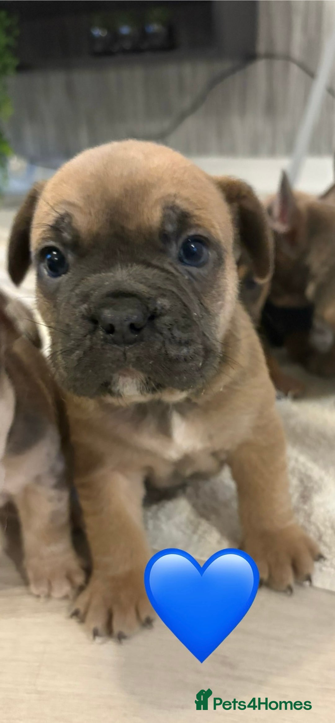 French Bulldog dogs for sale: French bulldogs  - Image 3
