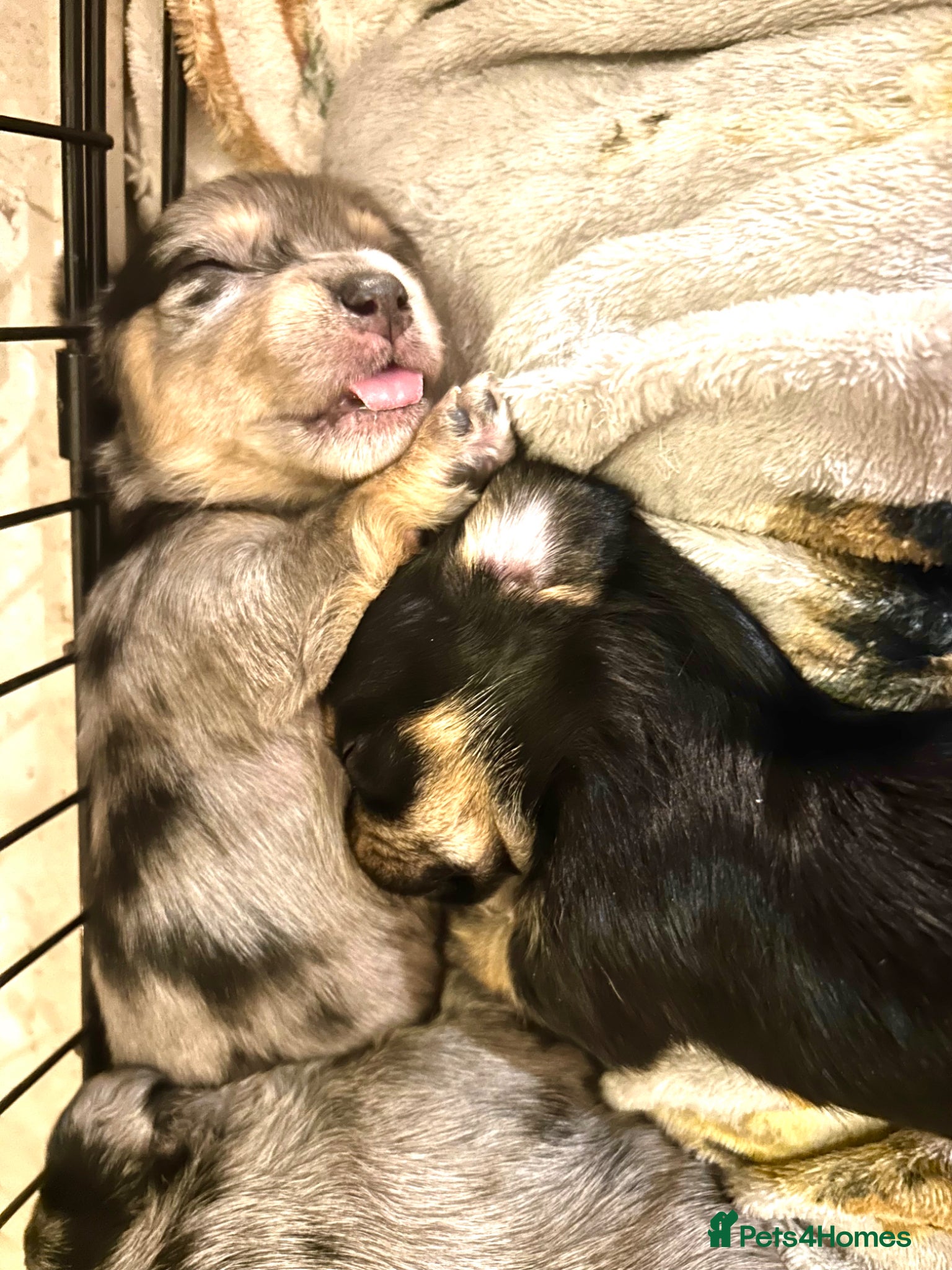 Mixed Breed dogs 5 beautiful Mauxie for sale  - Advert 1