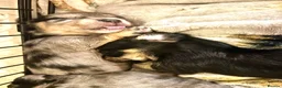 Mixed Breed dogs for sale: 5 beautiful Mauxie for sale  - Advert 1