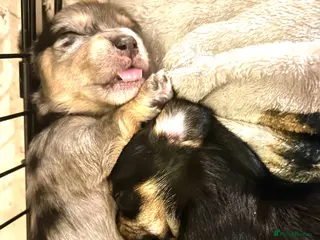 Mixed Breed dogs for sale: 5 beautiful Mauxie for sale - Advert 1