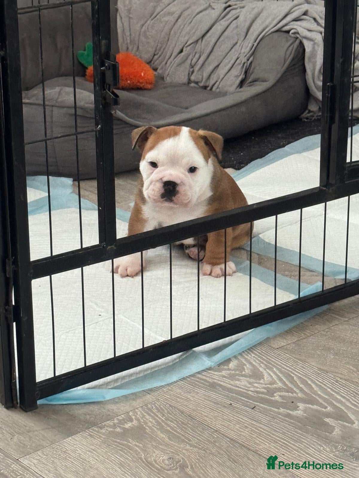 English Bulldog dogs Kc registered girl puppy - Advert 9