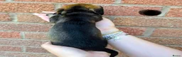 Dachshund dogs for sale: Miniature wire dachshund puppies - Advert 26