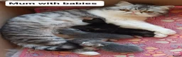 Persian cats for sale: GCCF Registered Persian kitten. - Advert 3