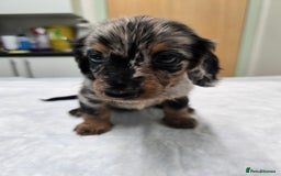Miniature Dachshund dogs for sale: ✨️Beautiful silver dapple female✨️ - Image 8