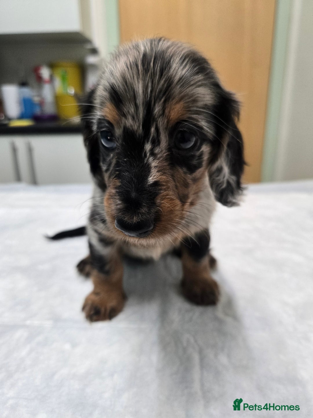 Miniature Dachshund dogs for sale: ✨️Beautiful silver dapple female✨️ - Image 8