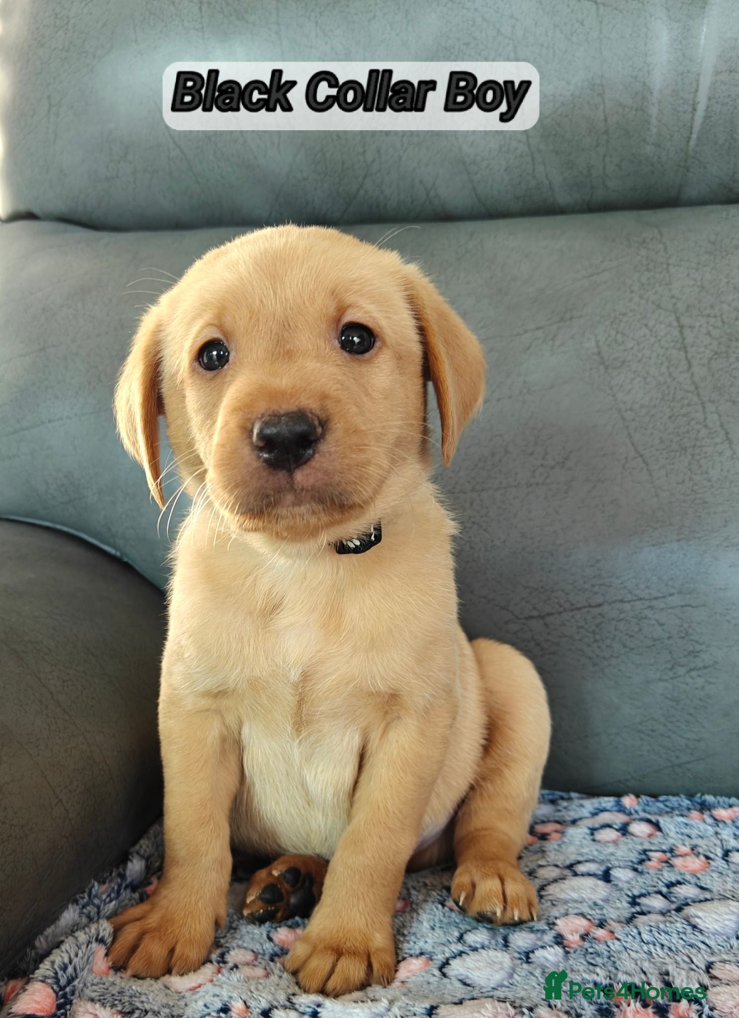 Labrador Retriever dogs Kc Reg Fox Red Labs From Health Tested Parents  - Advert 2