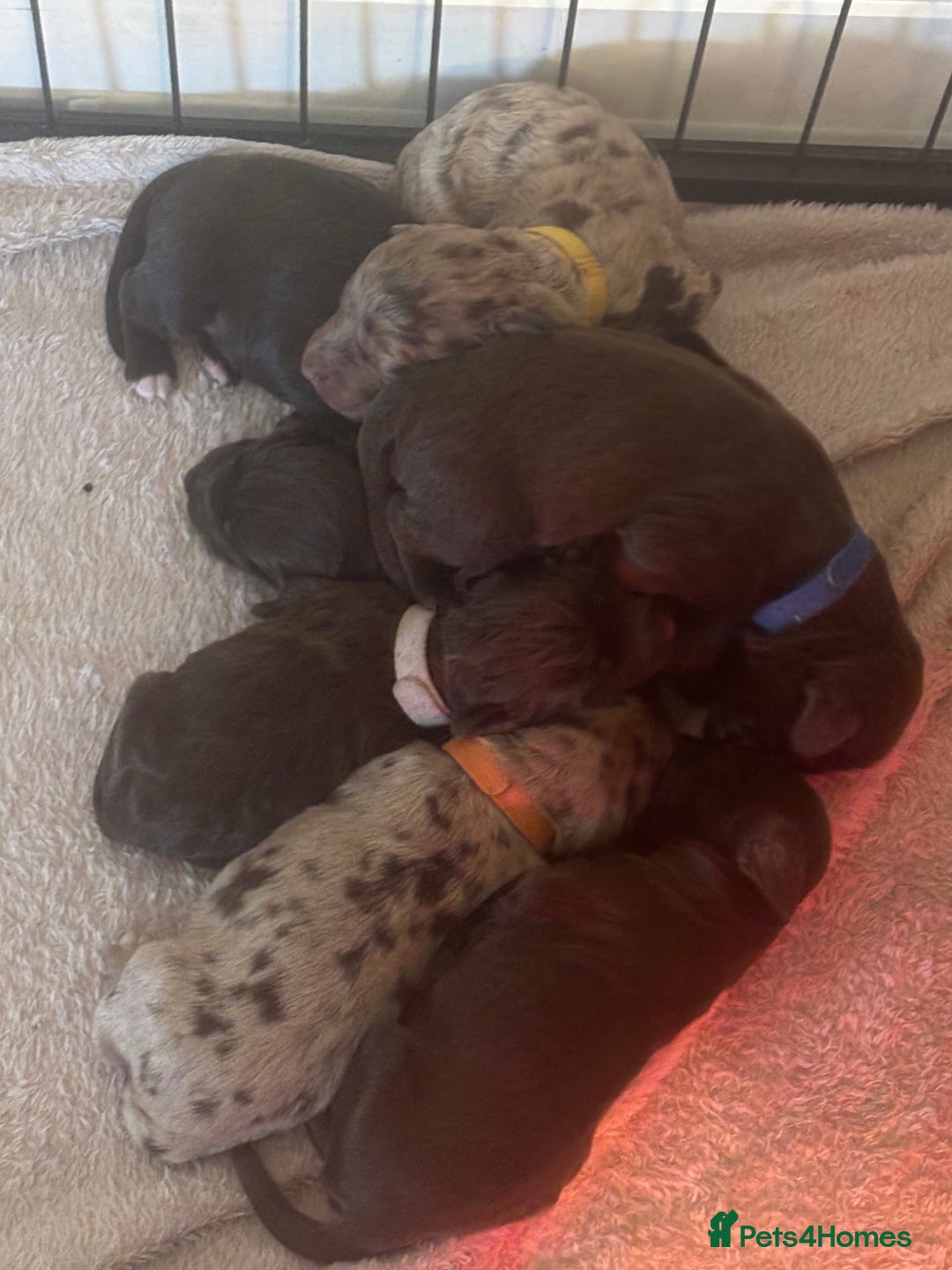 Cockapoo dogs for sale: Cockapoo puppies - Image 3