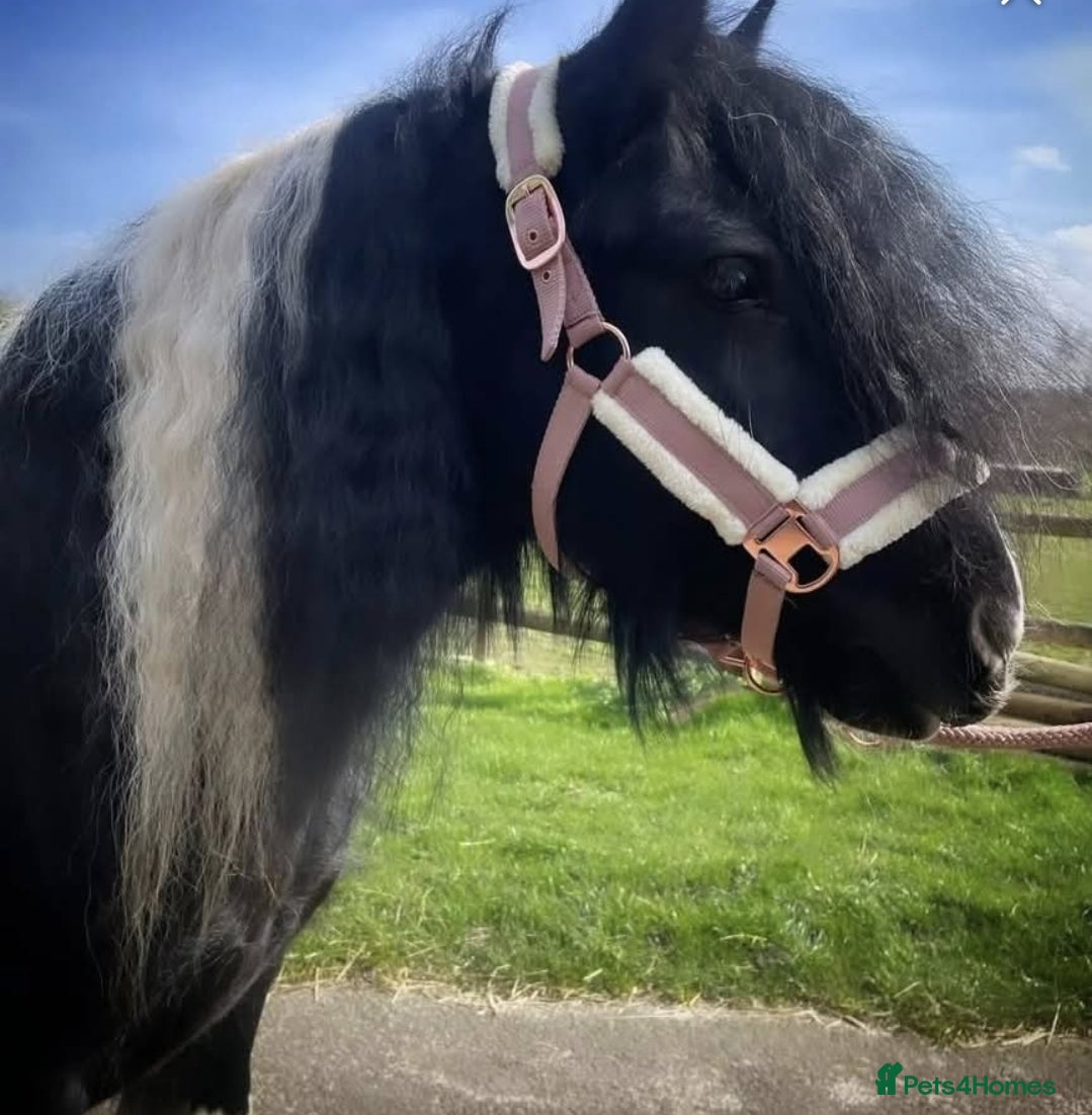 Irish Cob horses for sale: Beautiful Lexi in Gravesend - Advert 2