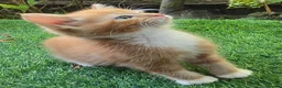 Mixed Breed cats for sale: Beautiful Mixed Breed Kittens - RESERVE  - Advert 3