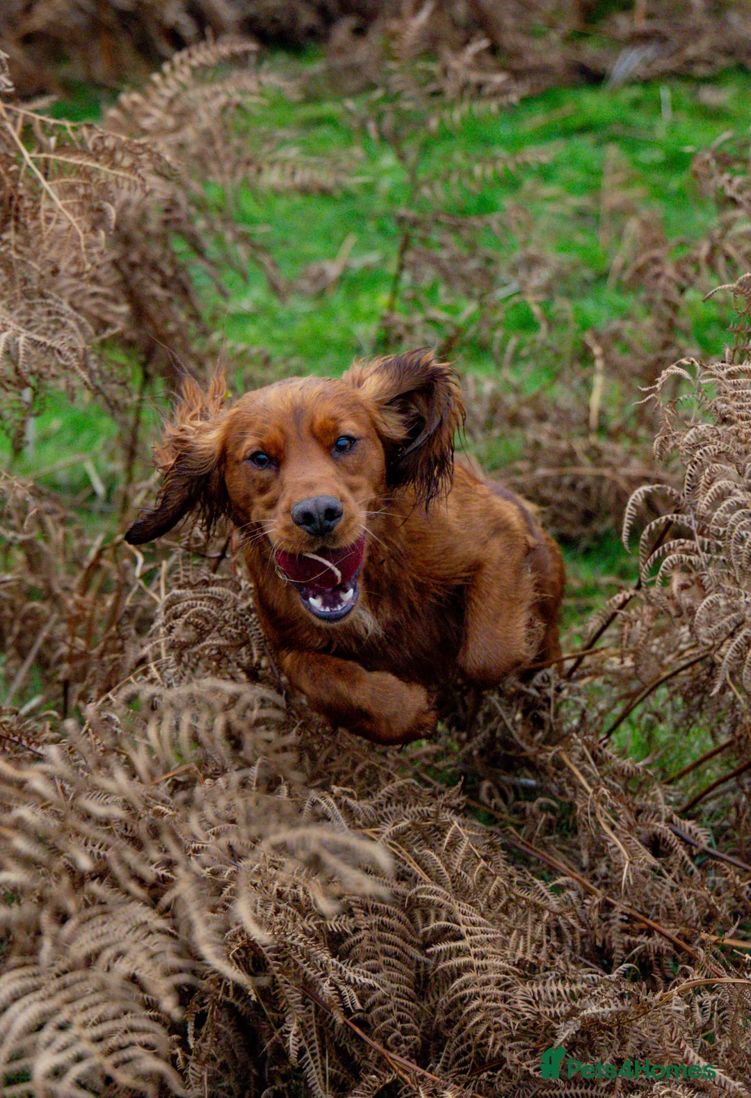Cocker Spaniel dogs for stud: FTCH x FTCH KC Cocker Spaniel Stud - Advert 2