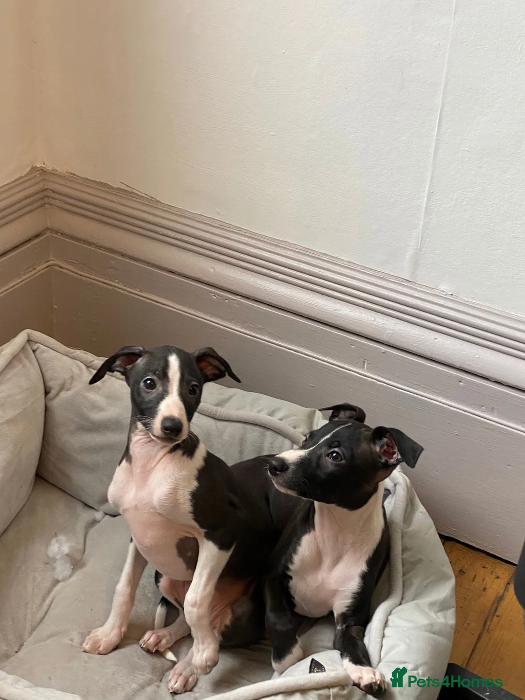 Italian Greyhound dogs for sale: 2 beautiful boy Iggys looking for their new home - Advert 7