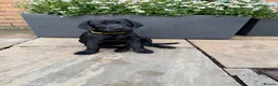 Labrador Retriever dogs for sale: Labrador puppies  - Advert 13