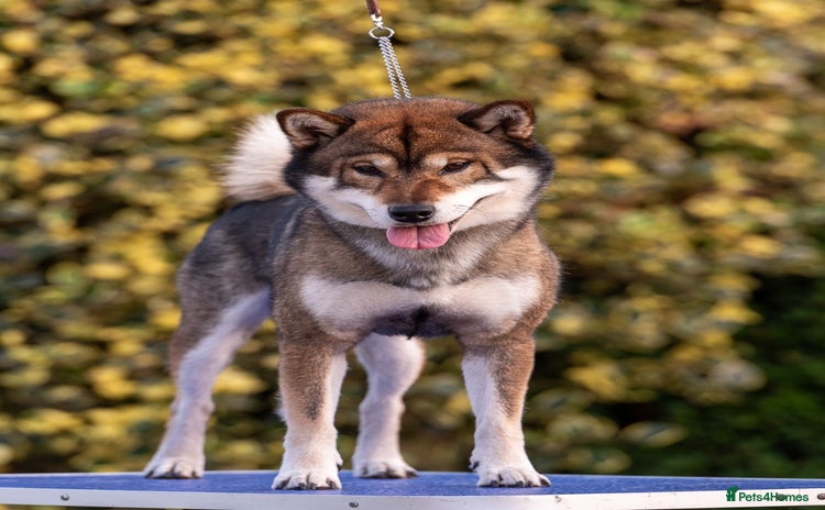 Japanese Shiba Inu dogs - Advert 1
