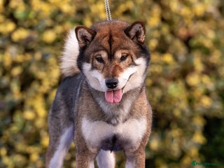 Japanese Shiba Inu dogs - Advert 4