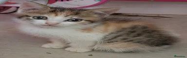 Kitten 6