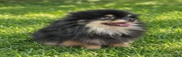 Pomeranian dogs for stud: Very, very sexsy mini Pomeranian 🧸 boys for stud - Advert 3