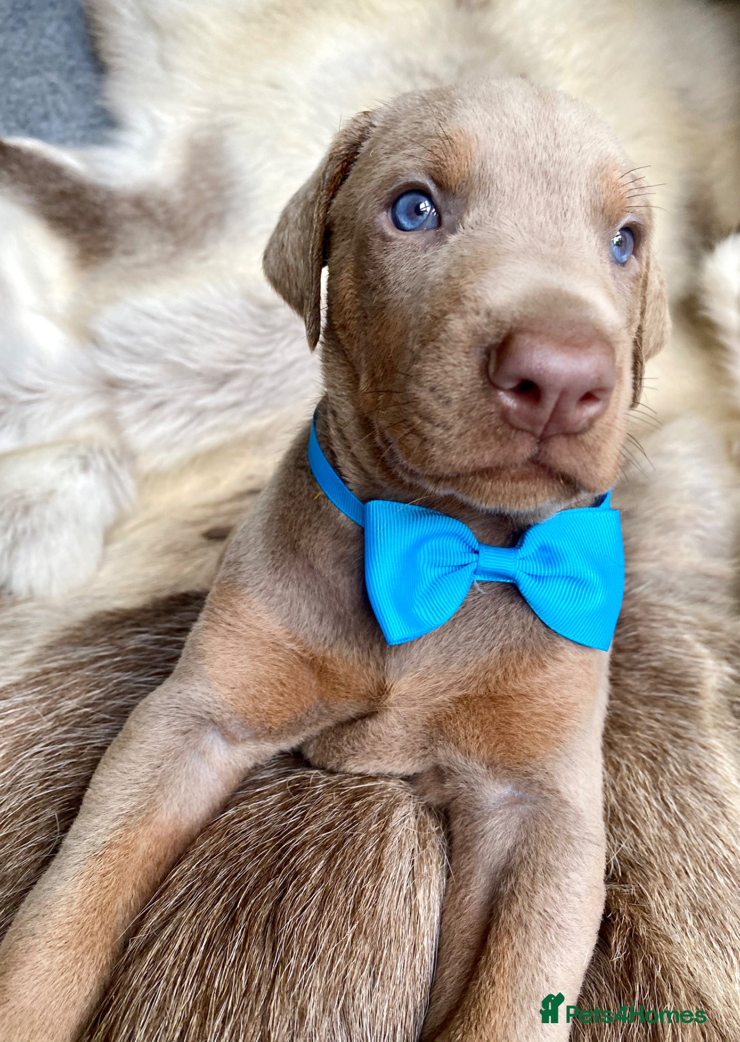 Dobermann dogs for sale: *KC REGISTERED* HEALTH TESTED DOBERMAN PUPPIES - Advert 4