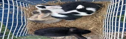 Mini Lop rabbits for sale: Mini lop boys - Advert 1