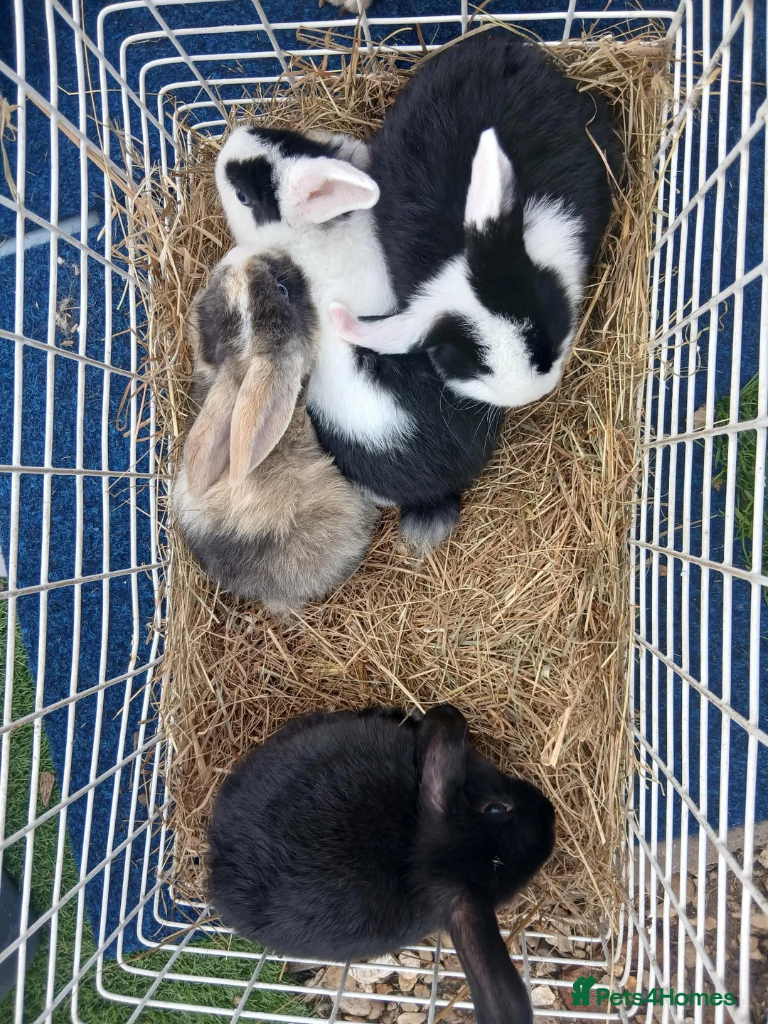 Mini Lop rabbits for sale: Mini lop boys - Advert 1