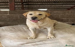 Labrador Retriever dogs for sale: Fox Red/Golden Labrador Puppies  - Image 18