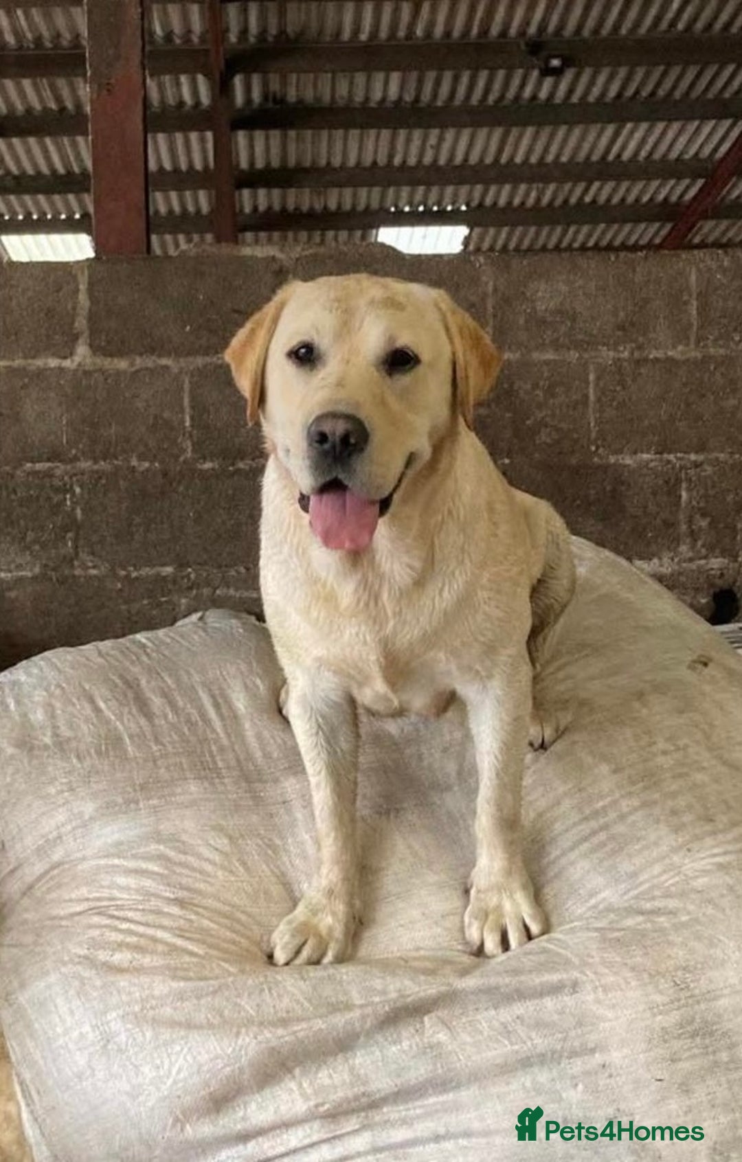 Labrador Retriever dogs for sale: Fox Red/Golden Labrador Puppies  - Image 18