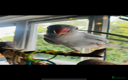Ringnecks birds for sale:  Beautiful female Ringneck - Image 1
