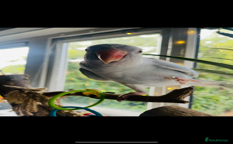 Ringnecks birds - Advert 1