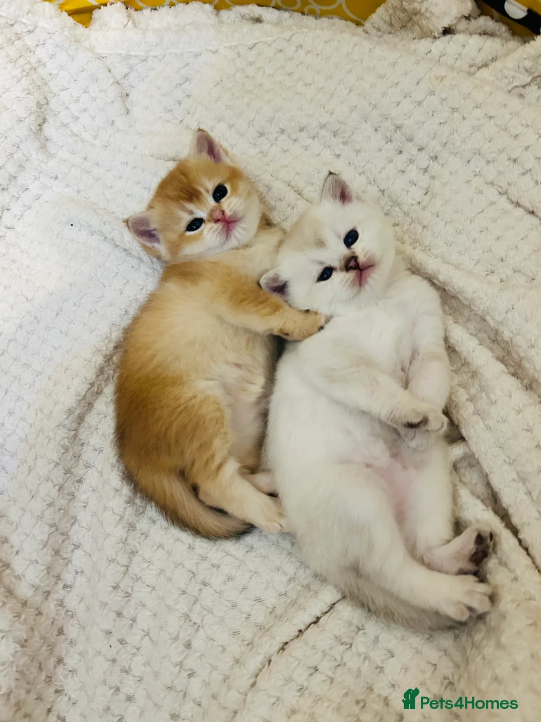 Scottish Fold cats for sale: Fall in love Reservations open beautiful kitties  - Advert 10