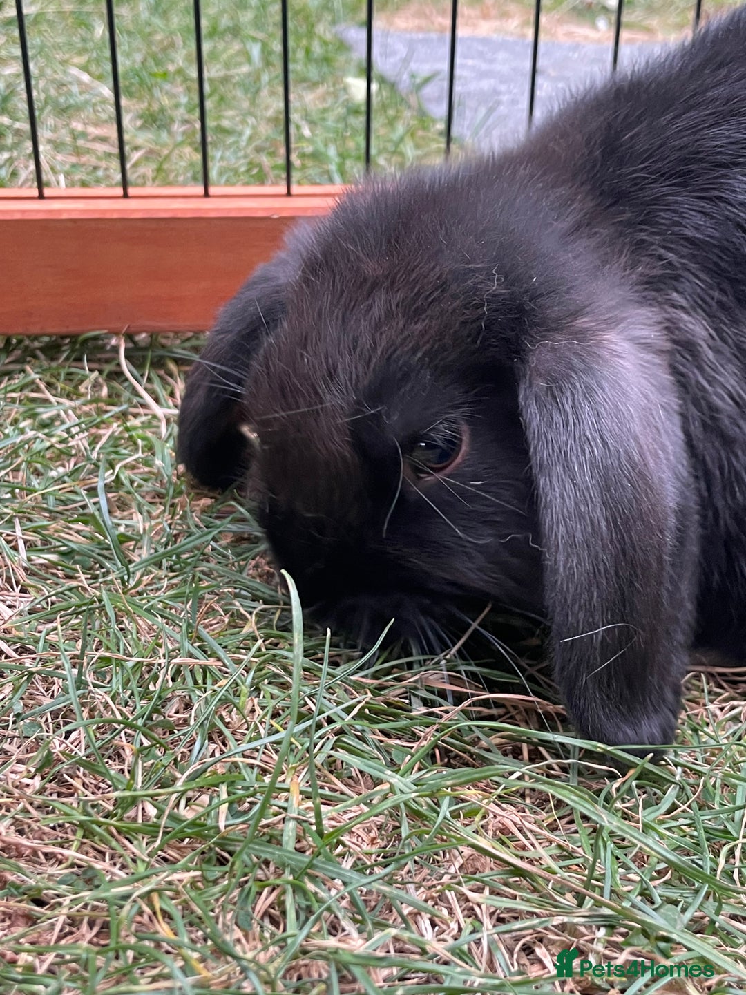 Mini Lop rabbits for sale: Beautiful Mini Lop Babies - Image 11