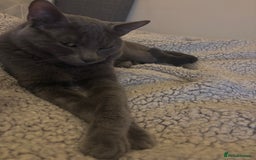 Mixed Breed cats for sale: Beautiful grey male cat.  in Chorley - Image 4