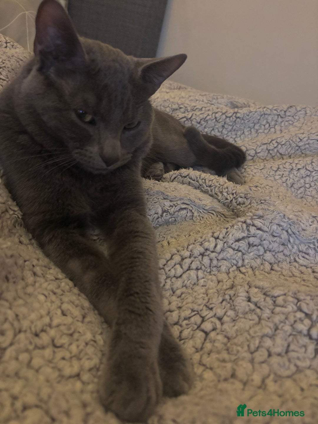 Mixed Breed cats for sale: Beautiful grey male cat.  in Chorley - Image 4