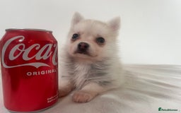 Pomsky dogs for sale: Honey I shrunk the Husky 😂 Genuine Toy size pomsk - Image 13