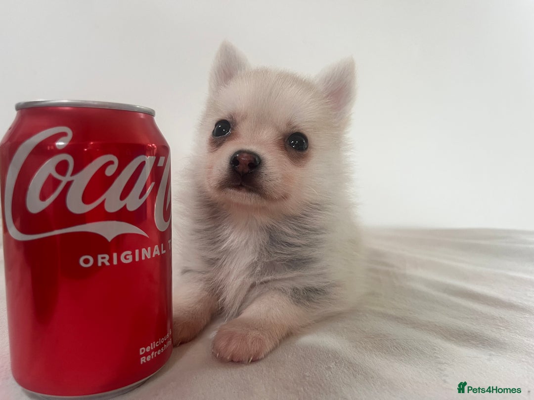 Pomsky dogs for sale: Honey I shrunk the Husky 😂 Genuine Toy size pomsk - Image 13