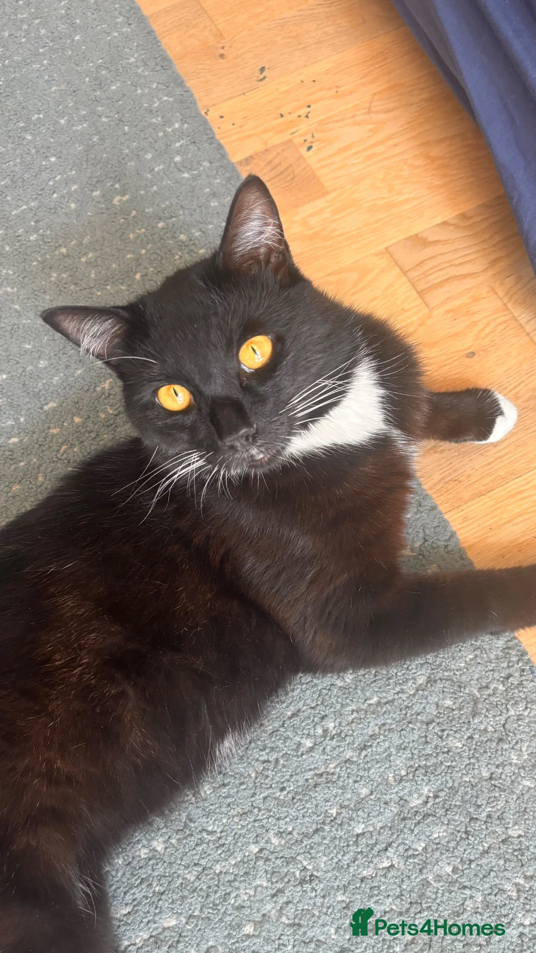 British Shorthair cats for sale: Gorgeous friendly 1 year old boy - Advert 2