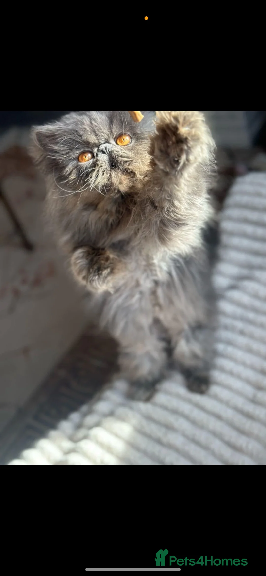 Persian cats for stud: Solid blue Persian stud  - Advert 10