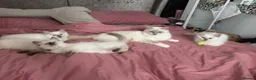 Ragdoll cats for sale: GCCF REG RAGDOLL KITTENS LILAC CHOC SEAL  - Advert 16