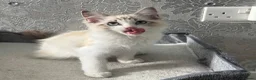 Ragdoll cats for sale: Beautiful Ragdoll Kittens - Advert 23