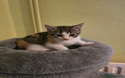 Mixed Breed cats for sale: Beautiful mixed breed female kitten  - Image 3