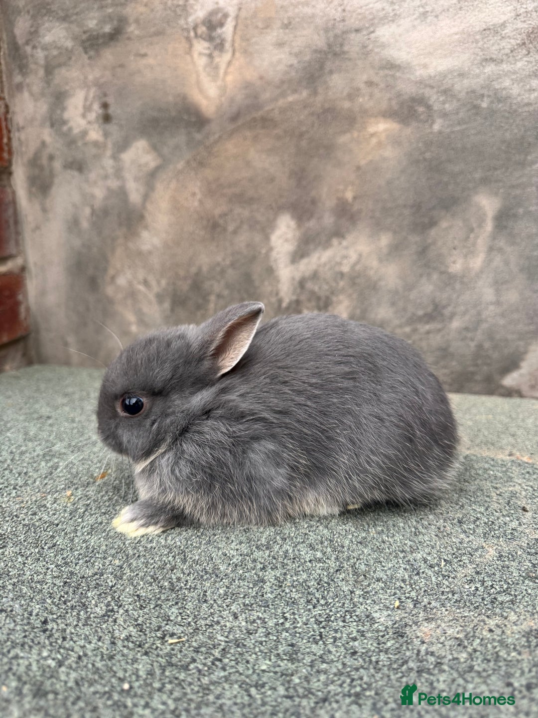 Netherland Dwarf rabbits for sale: Netherland dwarf babies - Image 6