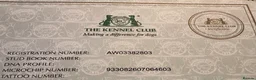 Miniature Poodle dogs for stud: Red KC registered miniature poodle - Health tested in Livingston - Advert 4