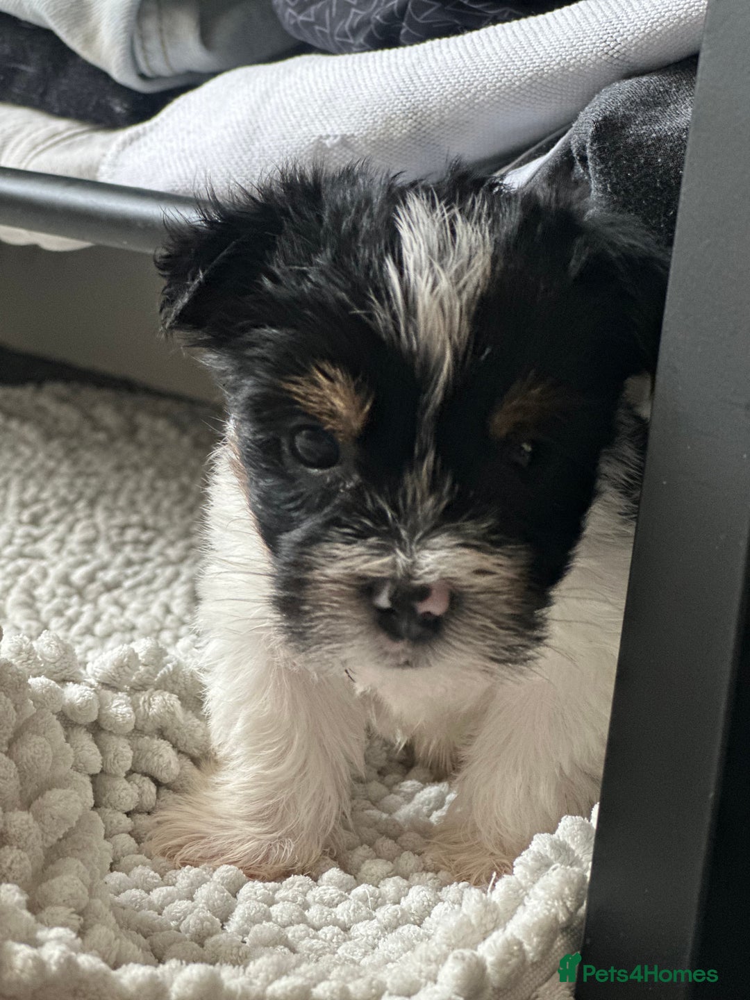 Yorkshire Terrier dogs for sale: Puppy Yorkshire terrier  - Image 4