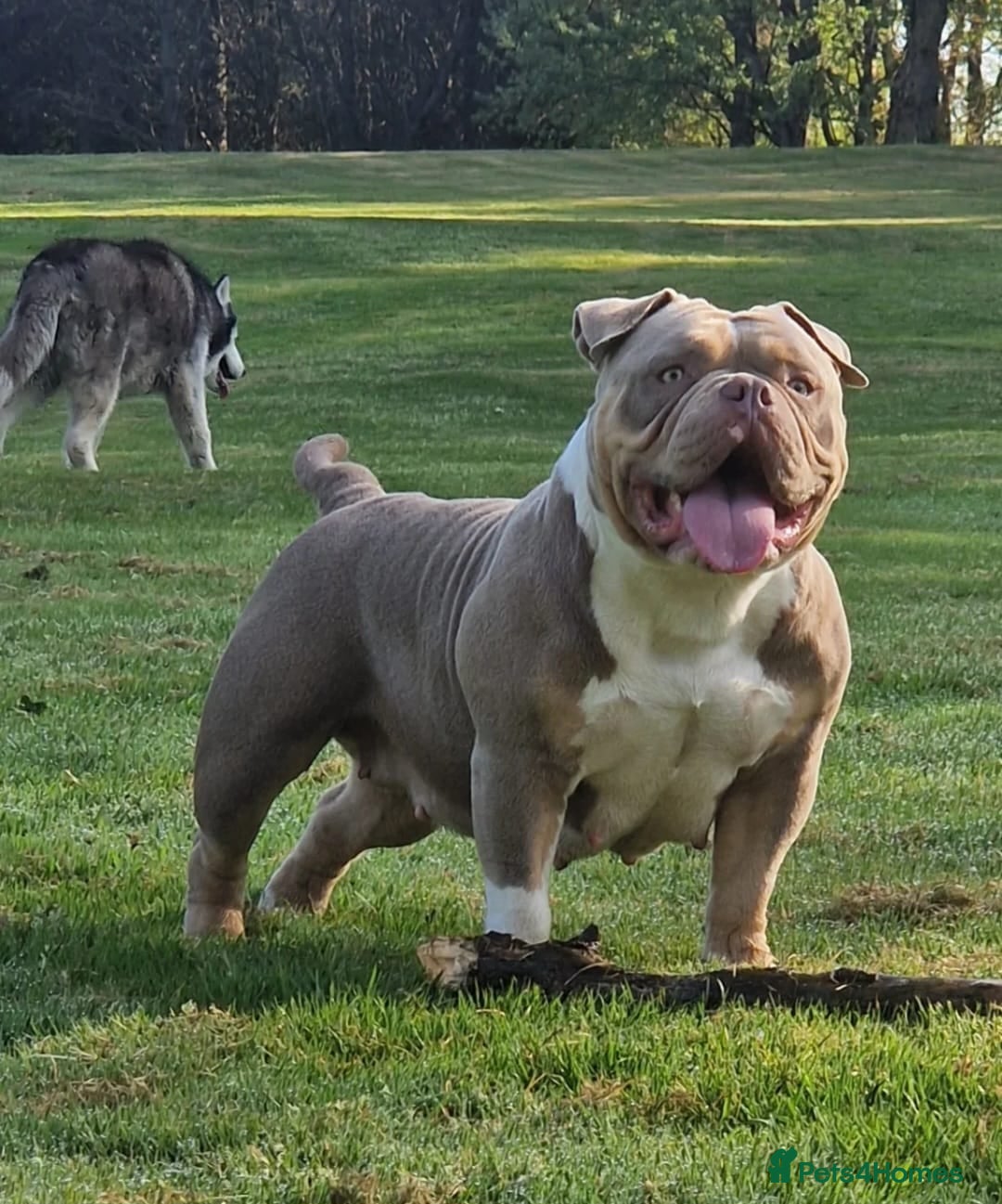 Mixed Breed dogs for sale: Micro bully / french bulldogs hybrids  - Advert 4