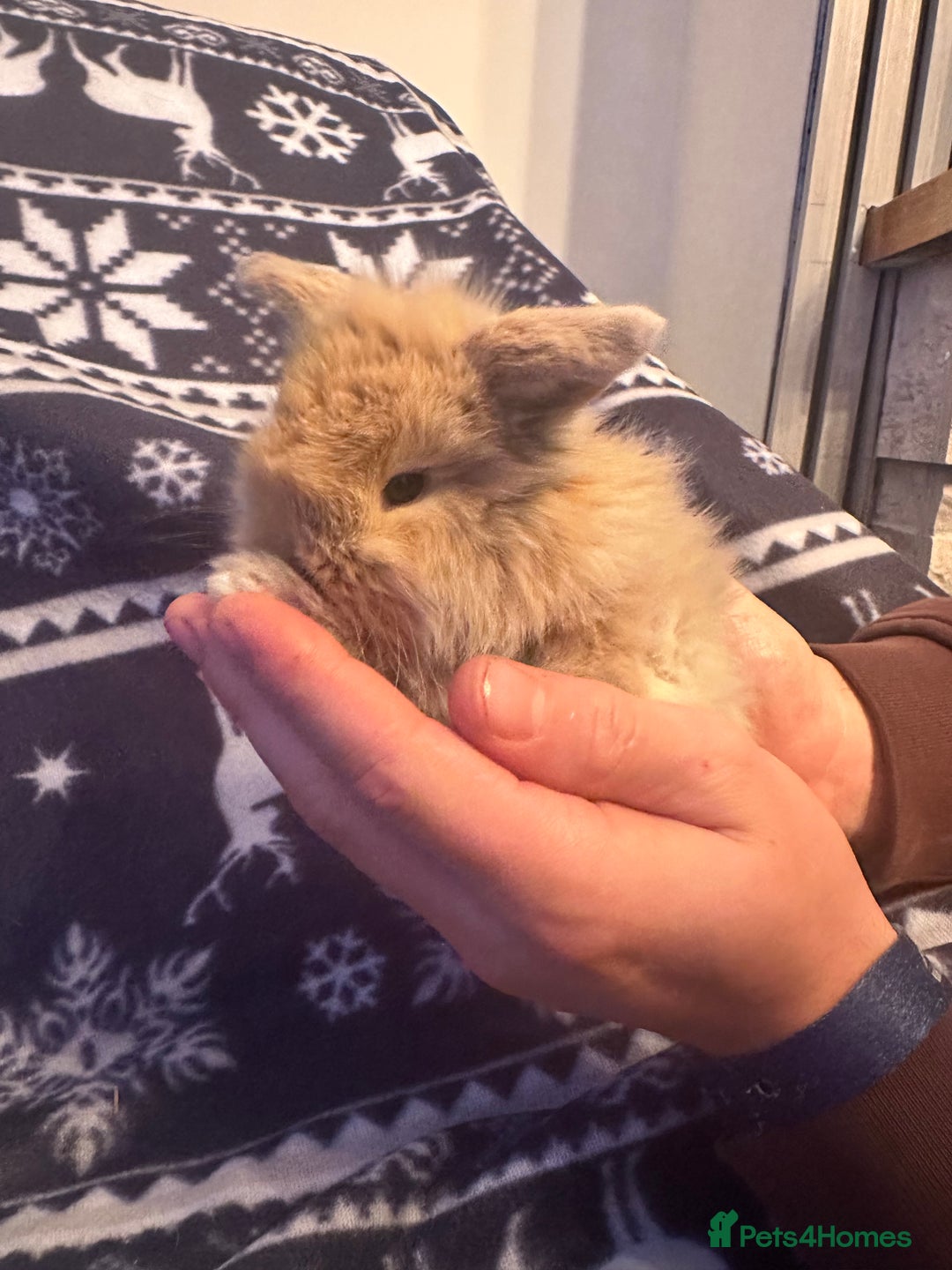 Mini Lop rabbits for sale: Mini lop bunnies  - Advert 3